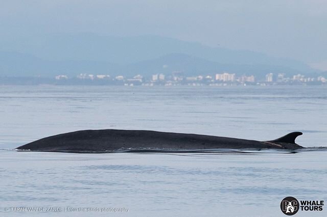 Yesterday, a rare report of a fin whale came in! Fin whales do not usually visit the Salish Sea; the last known fin whale to come in and stick around was 3 three years ago! 
Fin whales are the second largest animal on earth, only being surpassed by t