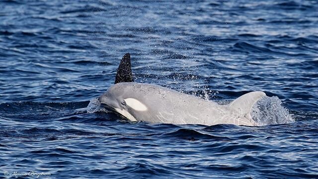 We are encountering lots of beautiful whale activity into October! On our morning tour recently our guests viewed the white baby orca, T46B1B. And in the afternoon our guests viewed the T37s and the T18s!

A wonderful passenger on our tour, Marcus Be