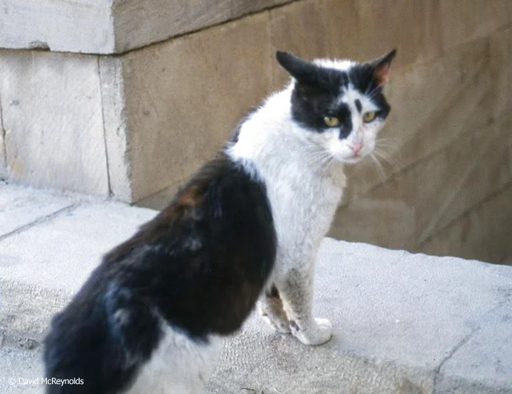 Soviet cat.