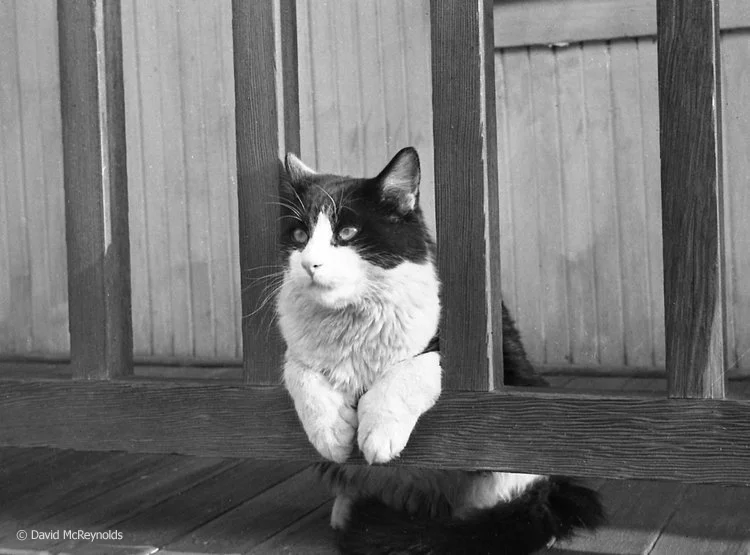 Mephistopheles, David's cat in Ocean Park before moving to NYC, 1954. (54-5)