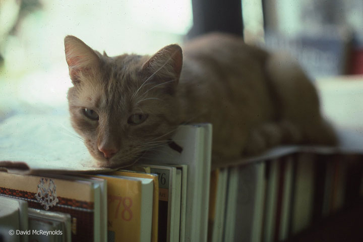 Literary cat, May 1978.