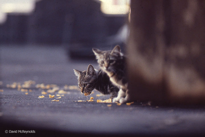 Stray cats on roof at 339 Lafayette, undated (probably late 70s, early 80s).