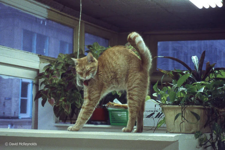 AJ, WRL office cat, Nov. 1990.