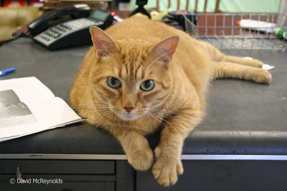 Rusty, WRL office cat. 2006.