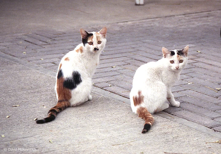Iraqi cats, October 1990.