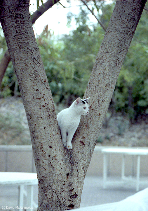 Outside the hotel in Baghdad, Iraq. October 1990.
