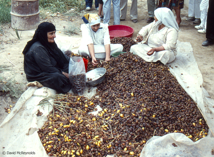 Date harvest in the countryside.