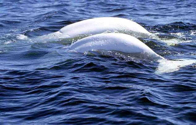 Beluga whales are highly sensitive to the impacts of noise, which can disrupt vital feeding, breeding and social behaviors. Ansgar Walk|Creative Commons