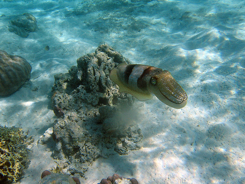 Noise damages protein structure in the common cuttlefish which may compromise their survival. Konyali43 (CC BY-SA 4.0)