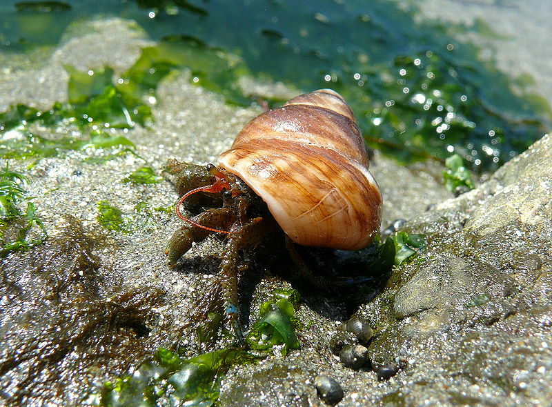 Hermit crabs were observed to leave their shells after exposure to sediment vibration. Linda Tanner (CC-BY-2.0)