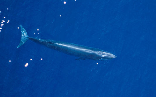 Photo: NOAA FIsheries