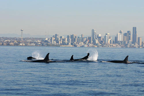 A pod of Southern Resident orcas swimming off the coast of Seattle Credit: NOAA