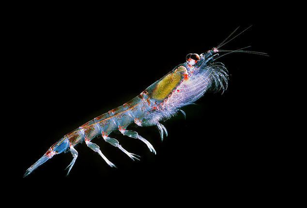 Krill represent a vital food source for many marine predators, including large whales. In the study, seismic blasts completely wiped out krill larvae. Credit: Wikimedia Commons (CC BY-SA 3.0)