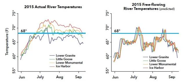 Figure 1: Comparison of 2105 summer water temperatures between the actual, dammed Lower Snake River (left) and a modeled, free-flowing Lower Snake River (right). The blue horizontal lines show 68°F—the water temperature that seriously impairs salmon migration. Source: CRK White Paper