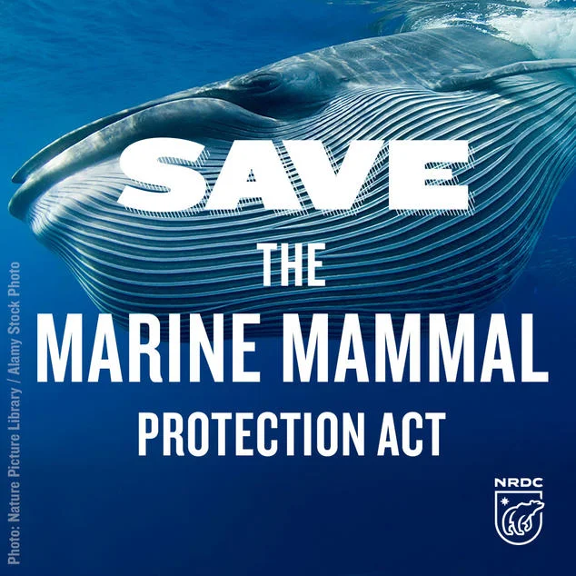 7_3_savemarinemammal_brydeswhale_calltoaction_2.jpg