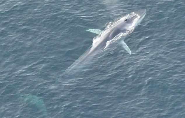Fin whales are observed feeding in the productive waters of the Monument. Paul Nagelkirk (New England Aquarium)