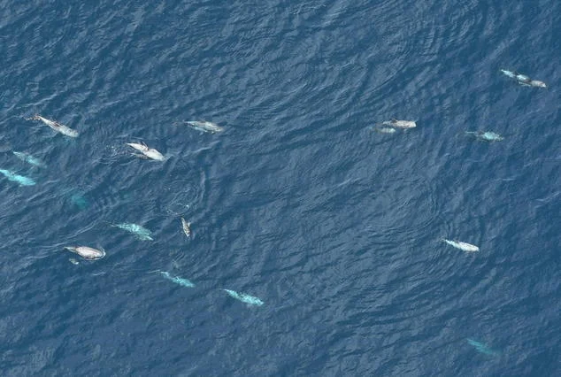 Risso's dolphins (and a number of other species) have been sighted with calves during multiple surveys, indicating the Monument may provide an important nursery for whales and dolphins. Ester Quintana (New England Aquarium)