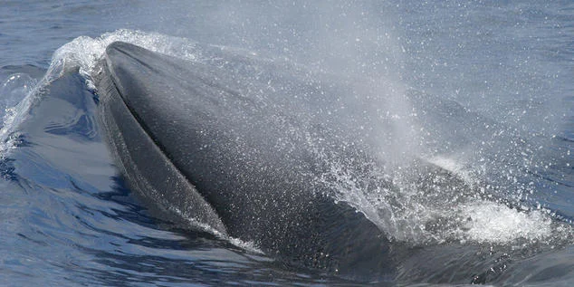 There may only be 33 Gulf of Mexico whales alive today, making them one of our rarest whales. NOAA (research permit #779-1633)