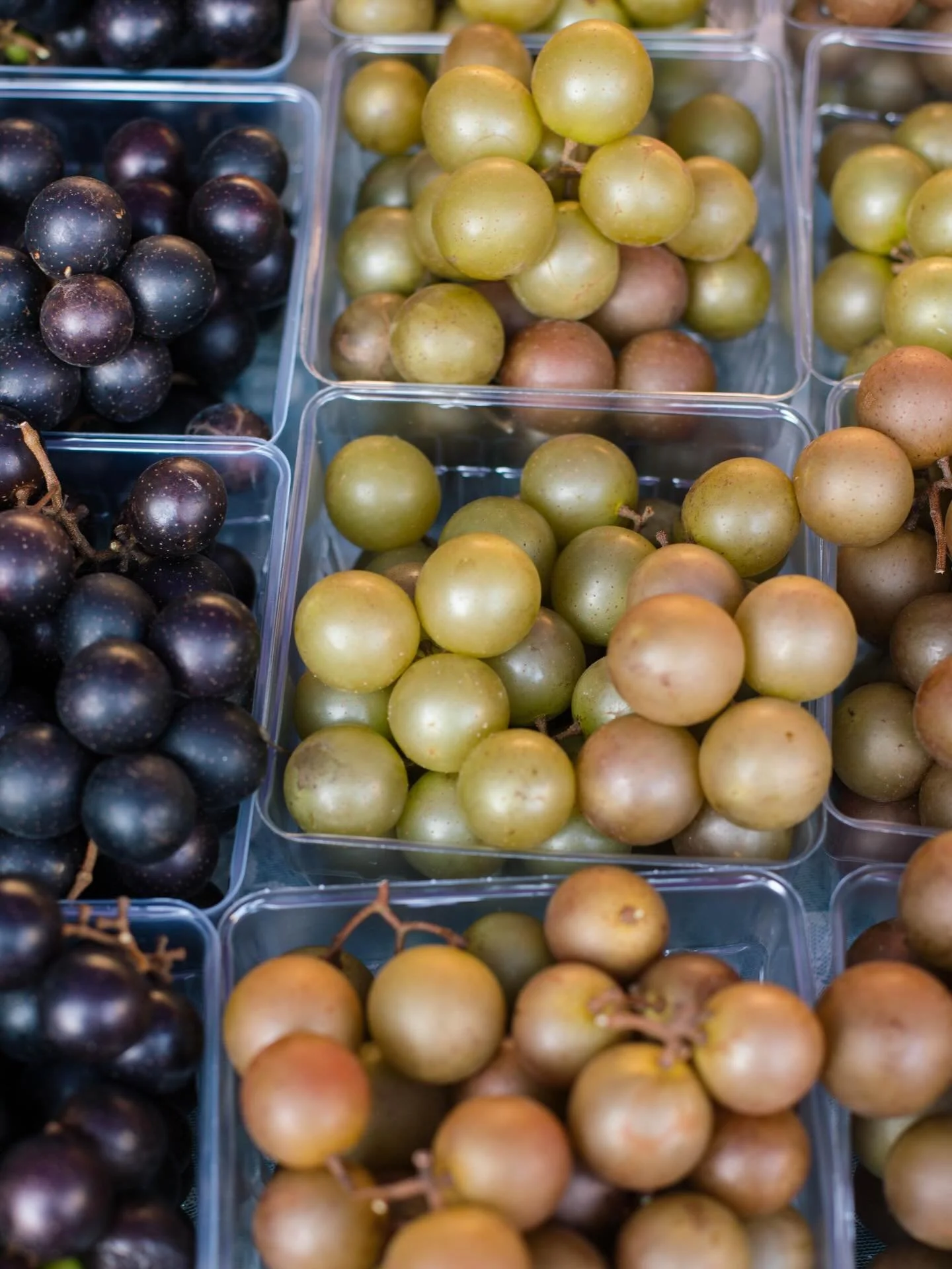 March muscadines.