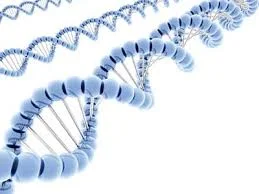 What is the FTO gene?