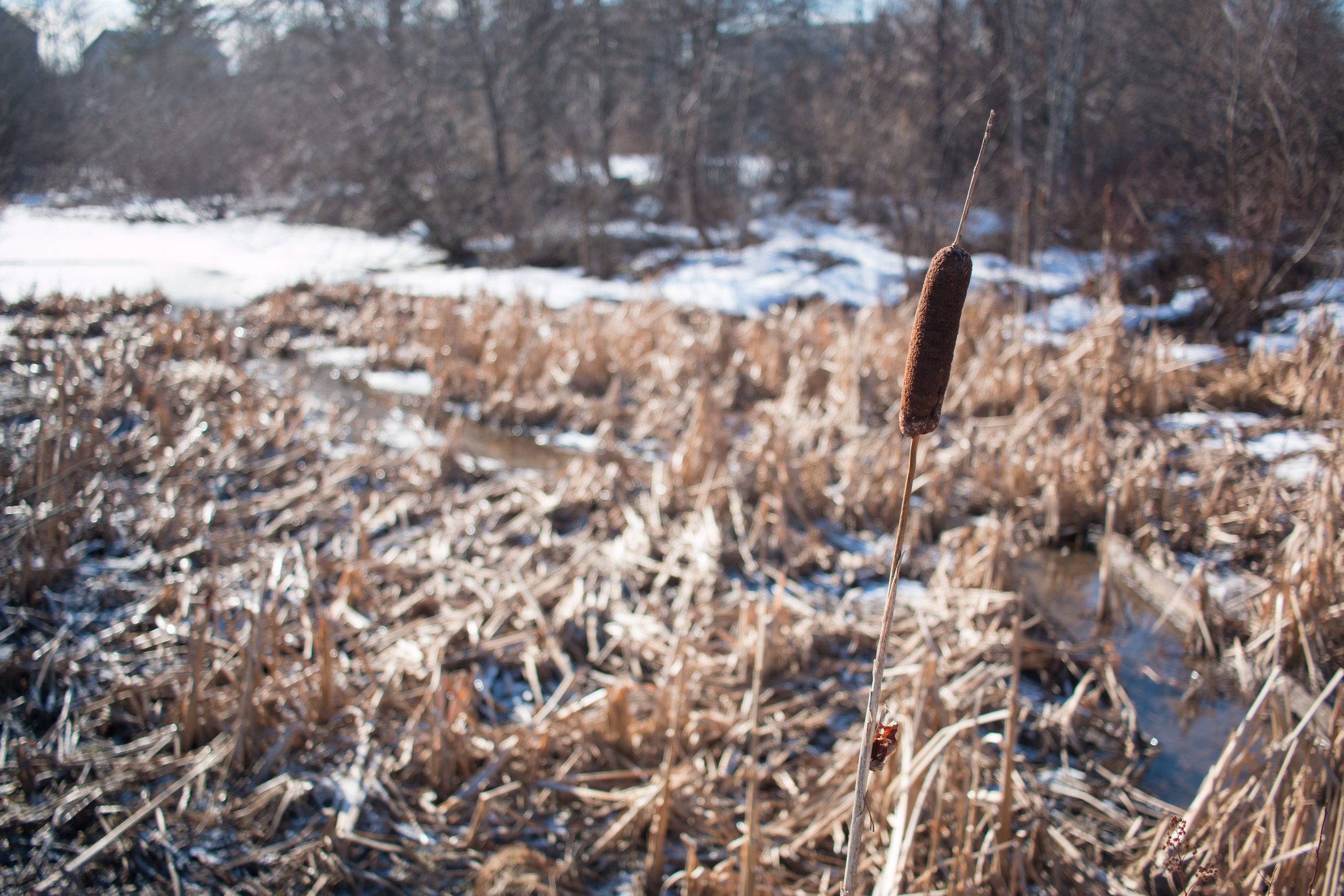  Marshland at the West Street property.&nbsp; 