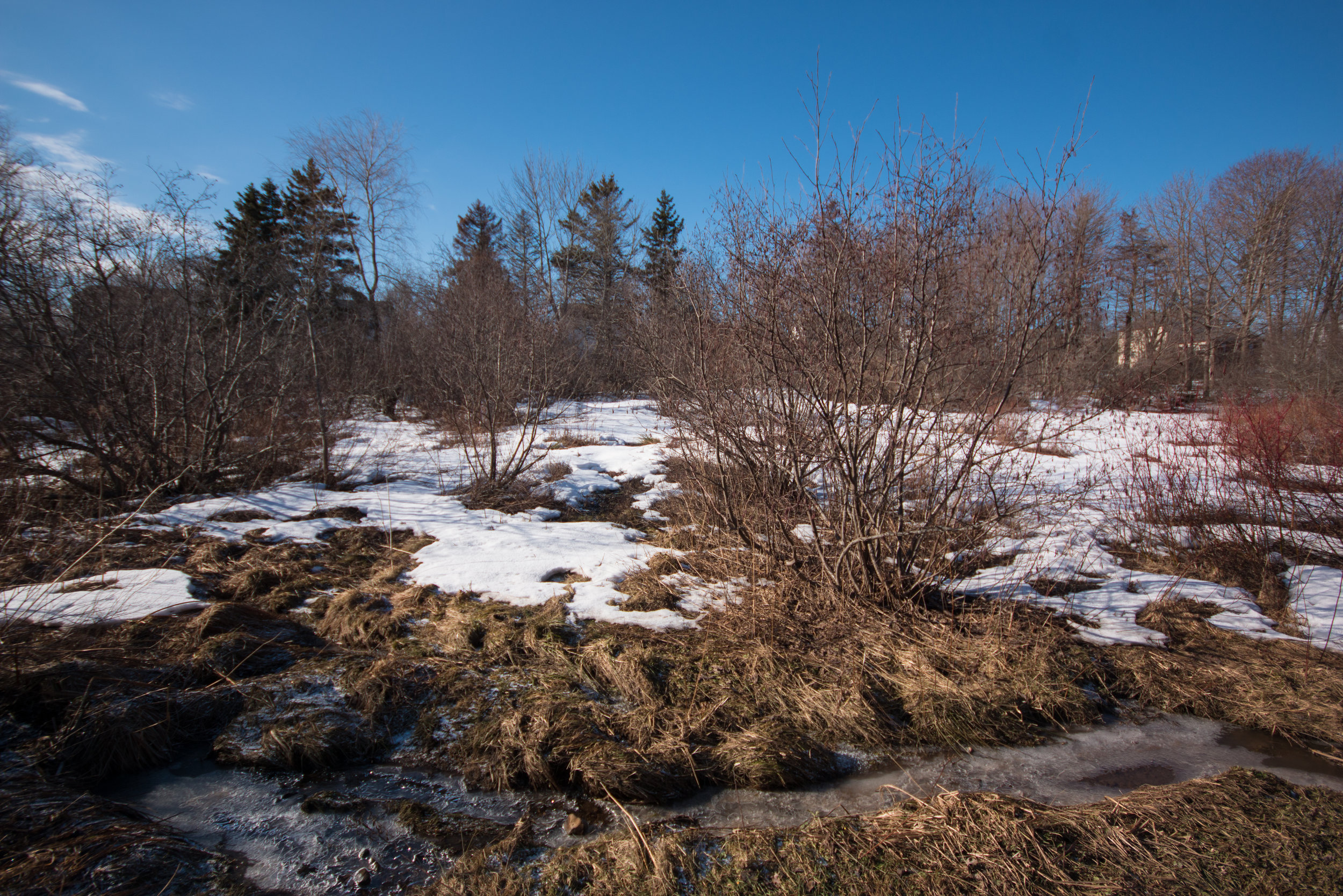  Marshland at the West Street property.&nbsp; 