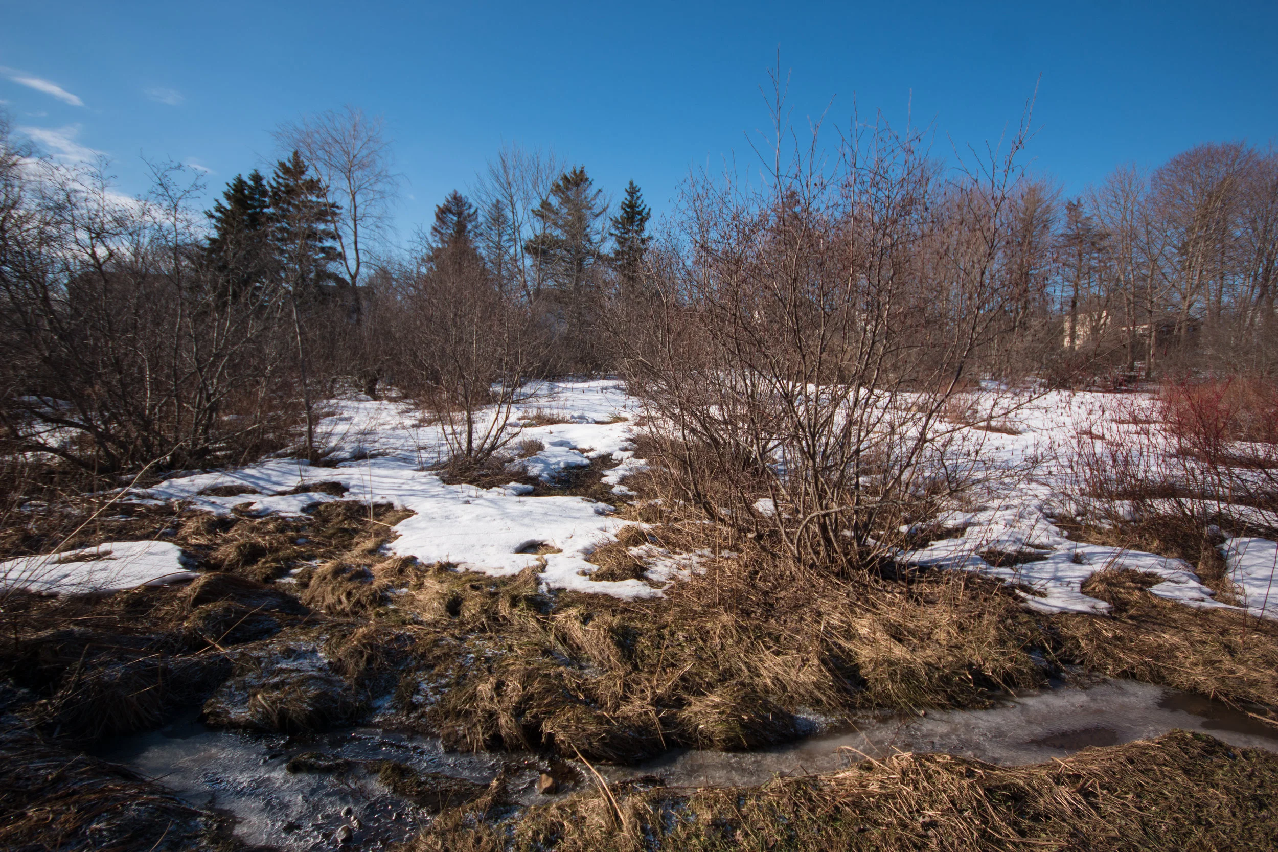 Marshland at the West Street property. 