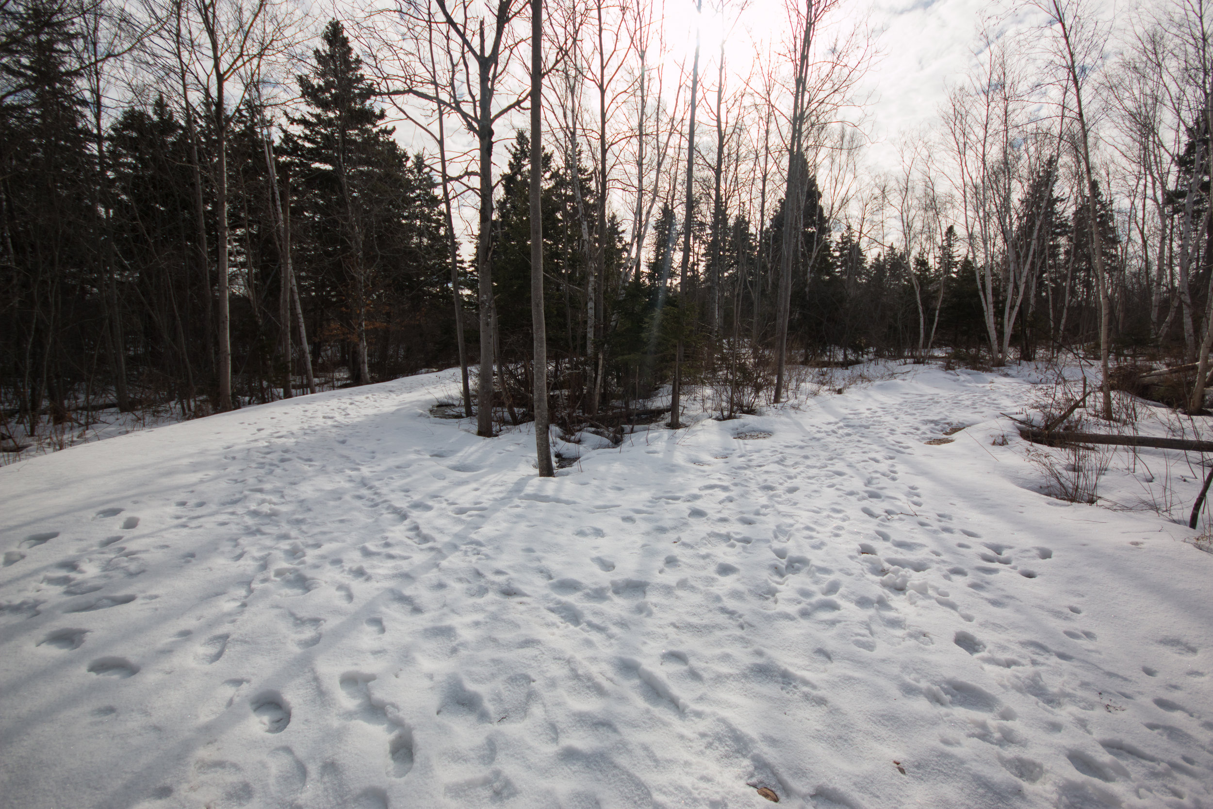  The wooded area near Riley and O'Regan Halls is not suitable for academic use given the presence of cross-country running trails.&nbsp; 