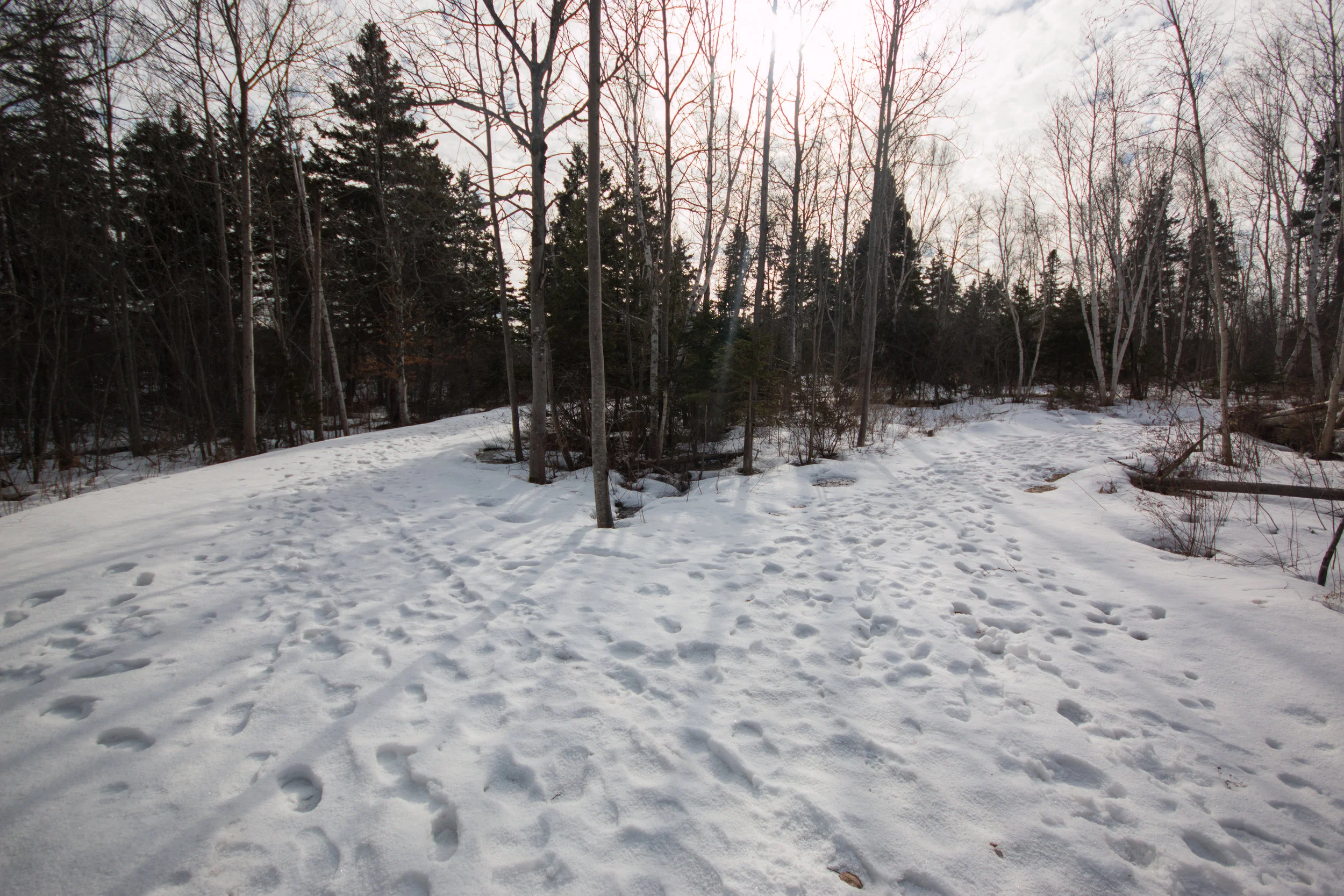 The wooded area near Riley and O'Regan Halls is not suitable for academic use given the presence of cross-country running trails. 