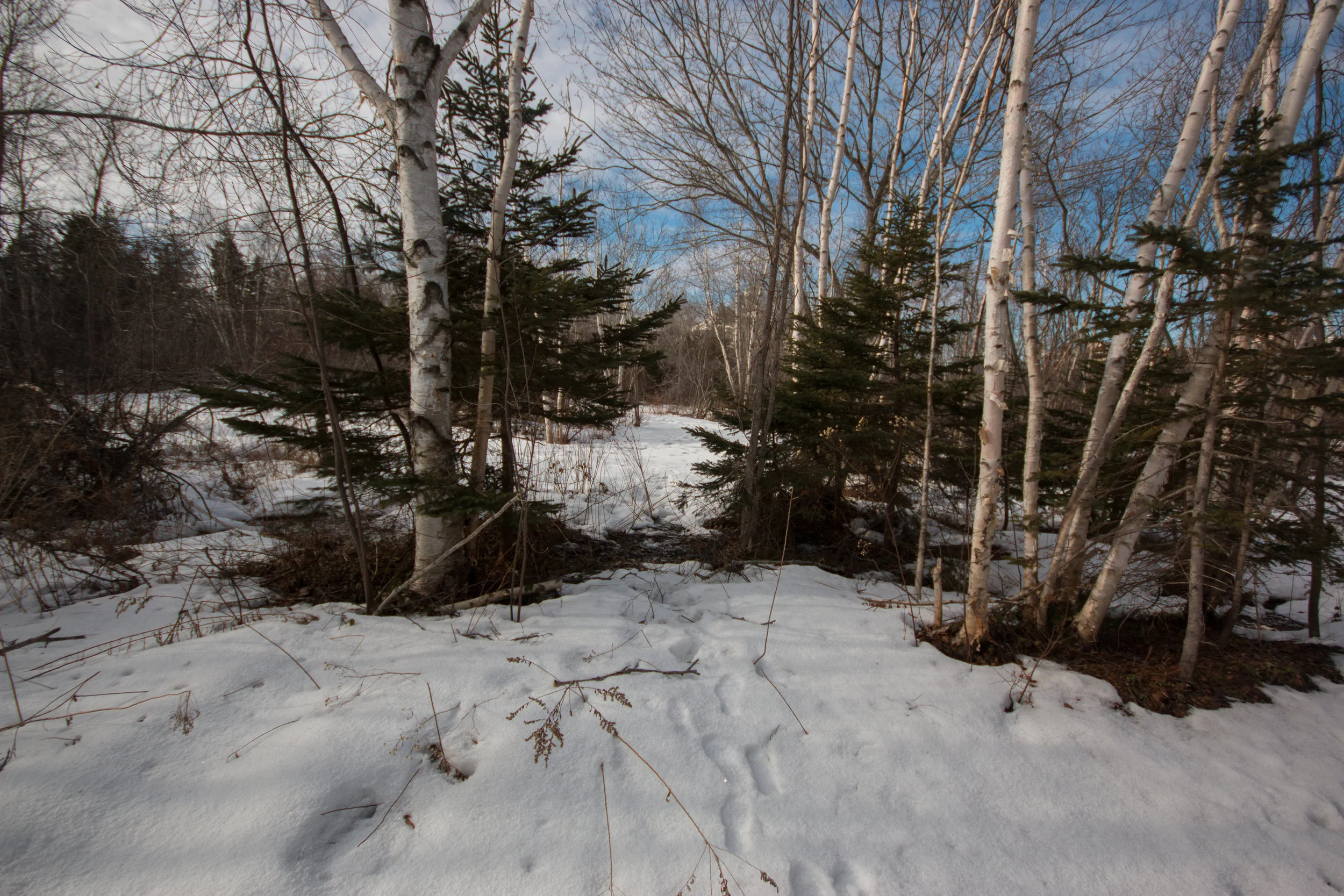 The wooded area has been so developed that paths are visible with just feet of forest in between. 