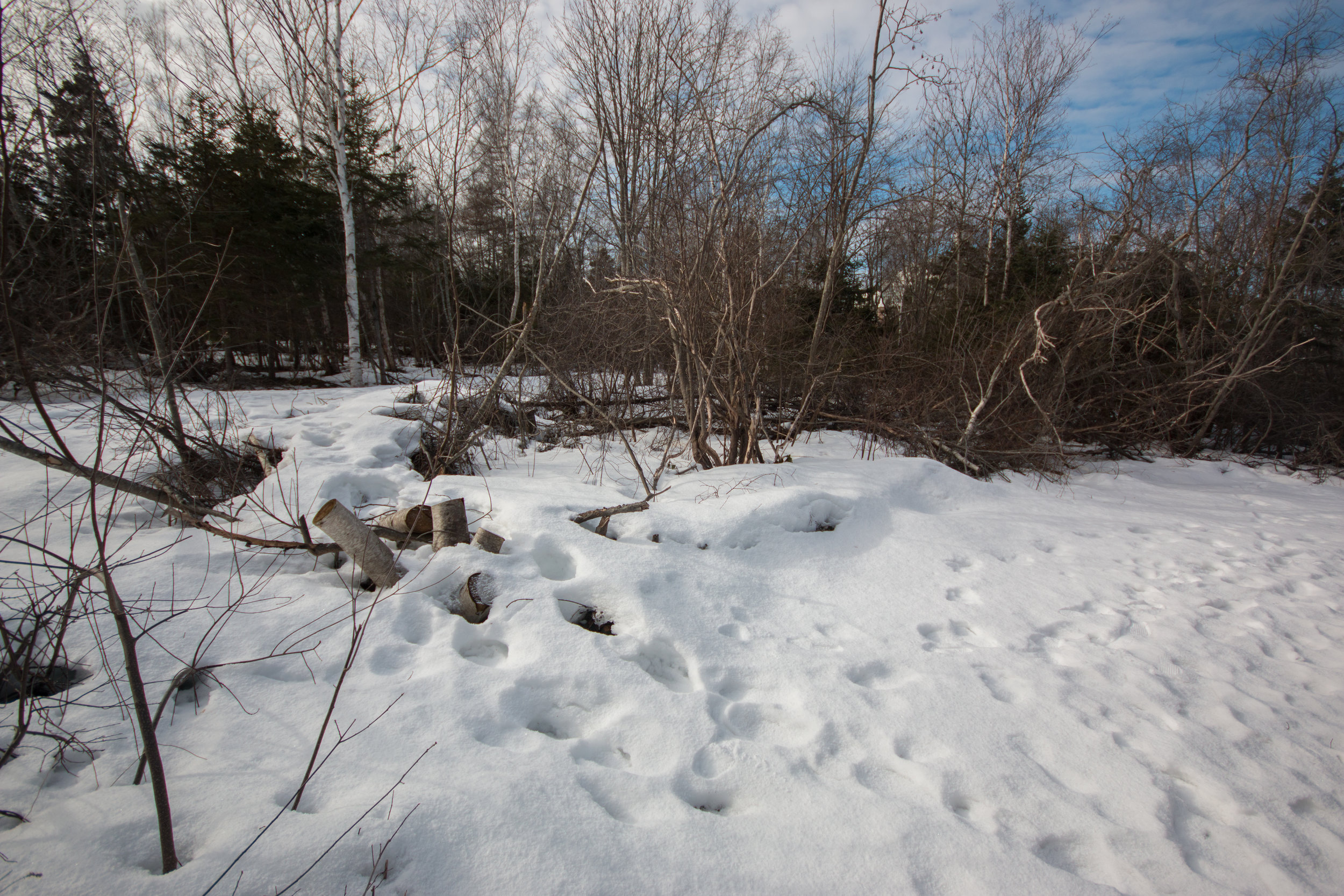  The wooded area has been so developed that paths are visible with just feet of forest in between.&nbsp; 