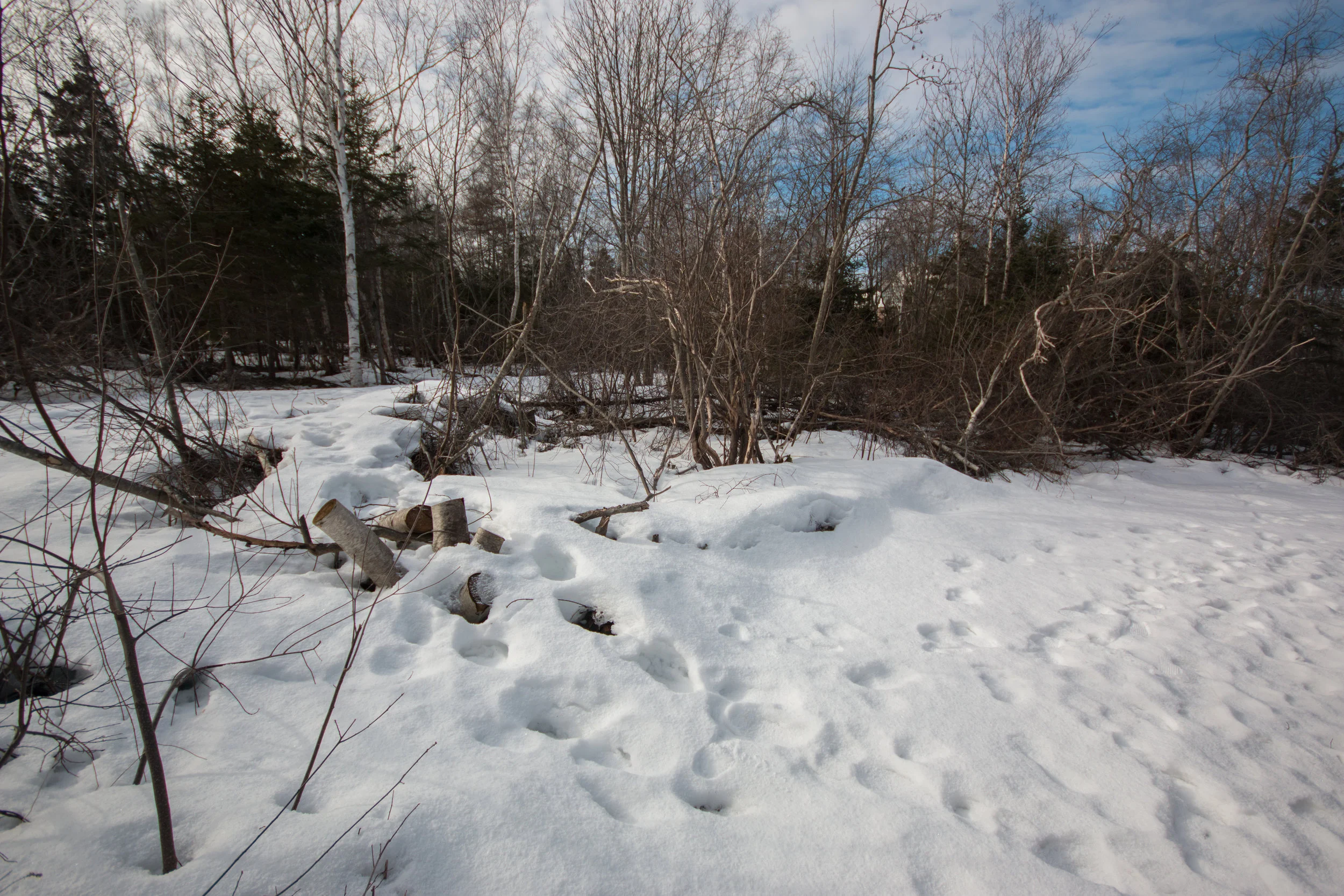The wooded area has been so developed that paths are visible with just feet of forest in between. 