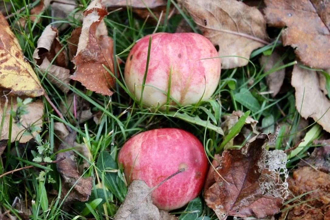 Opinion: What an American Can Learn from a Canadian Thanksgiving