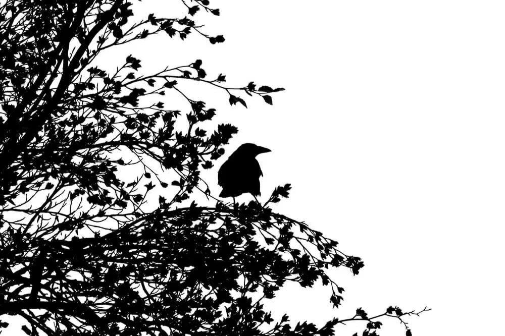 The DNA (Development of Natural Resources) of the St. Mary’s River Valley: Reflections of OOG (old old guide) & AWOC (a wise old crow)