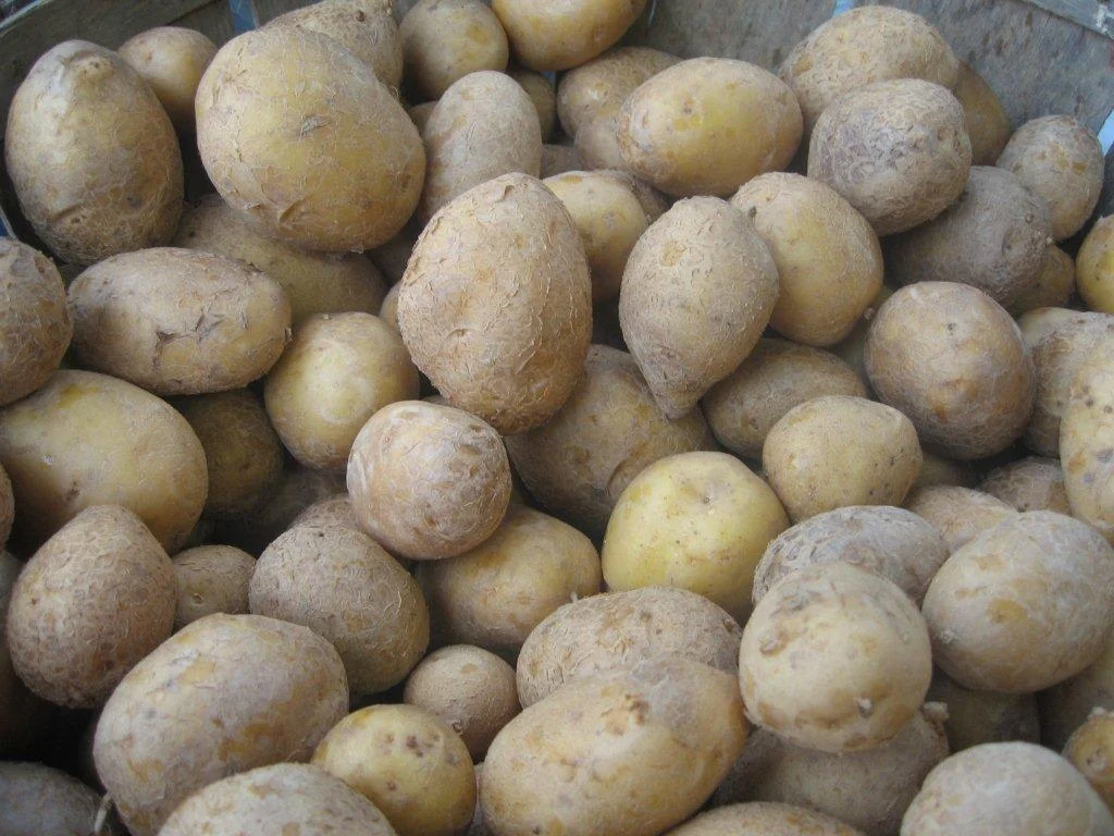 farmers_market_388-potatoes.jpg