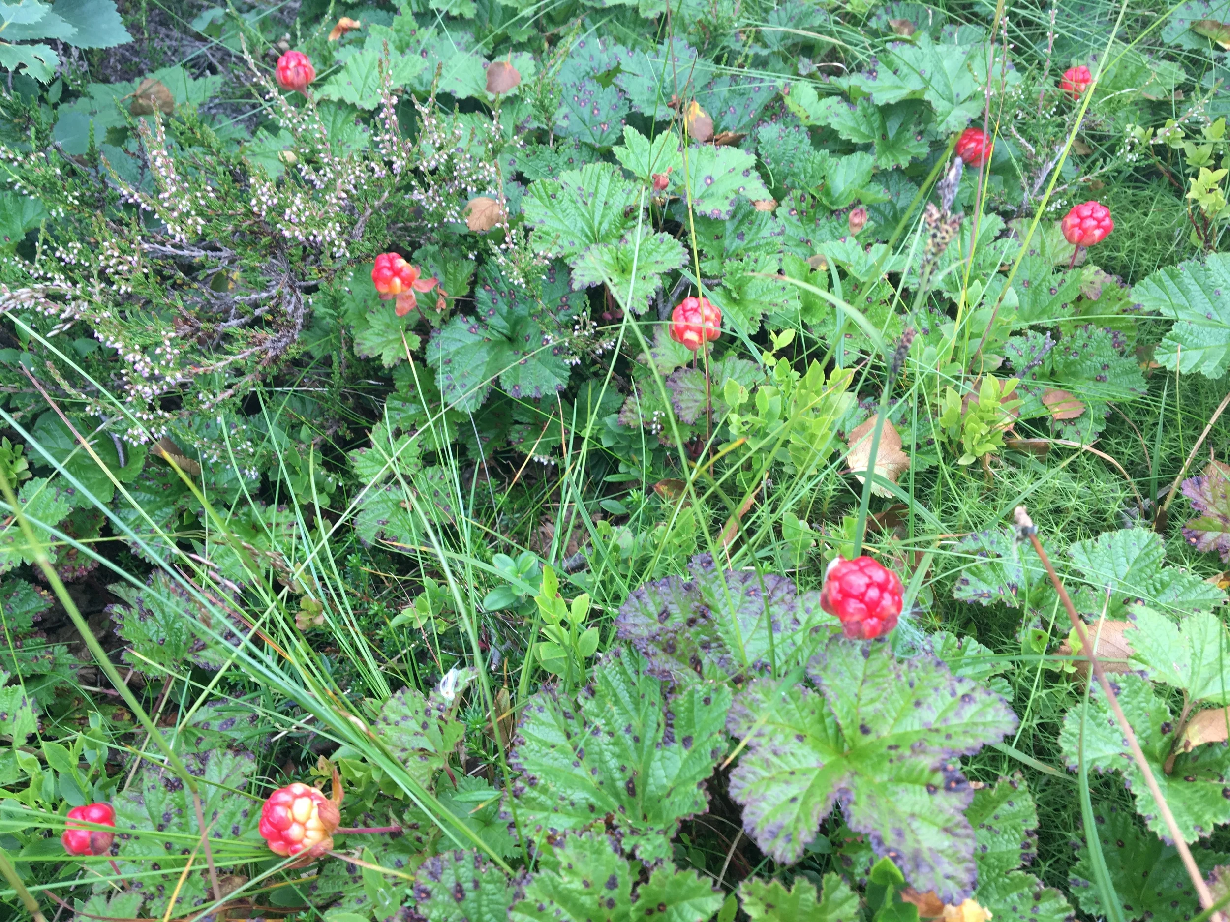 2016-07-30 16.58.40.jpg