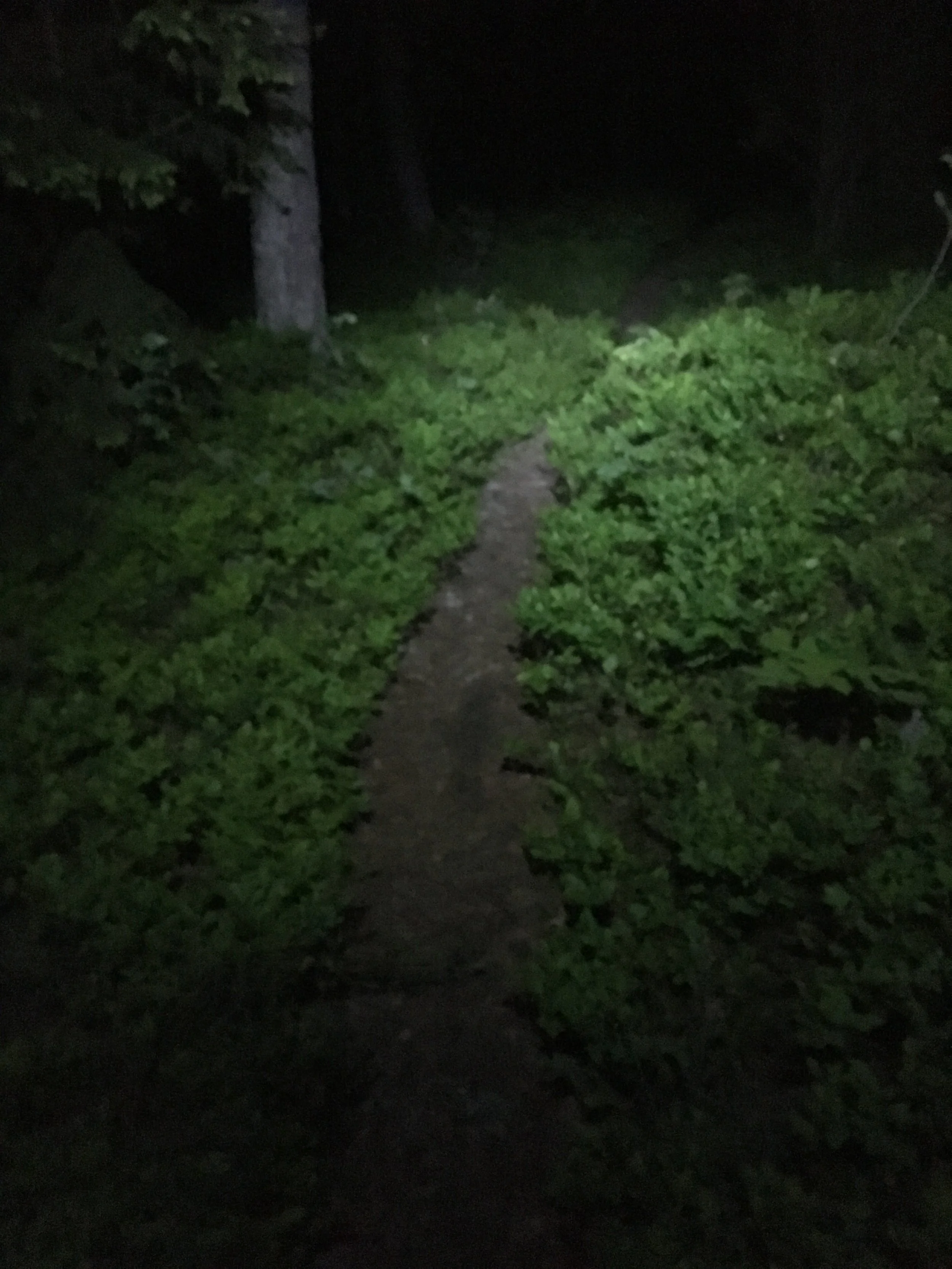 Dette må vel bli sensommerens beste blåbærsted. Eksotisk i hodelyktlys 🔦