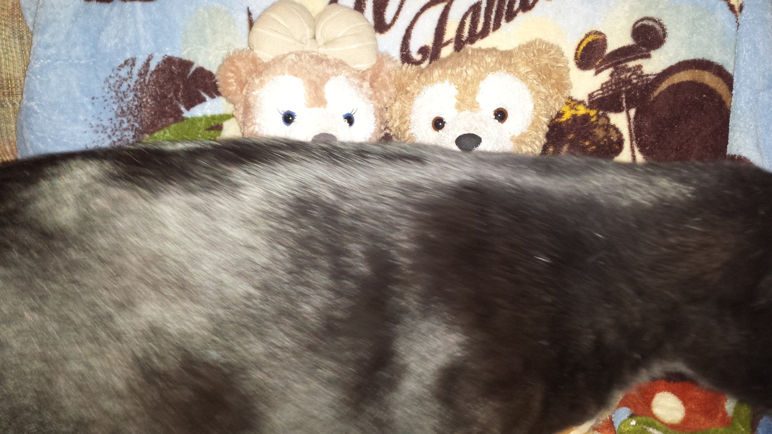 Fred did not want to let me take photos of Duffy and ShellieMay this morning! I needed to pet him!