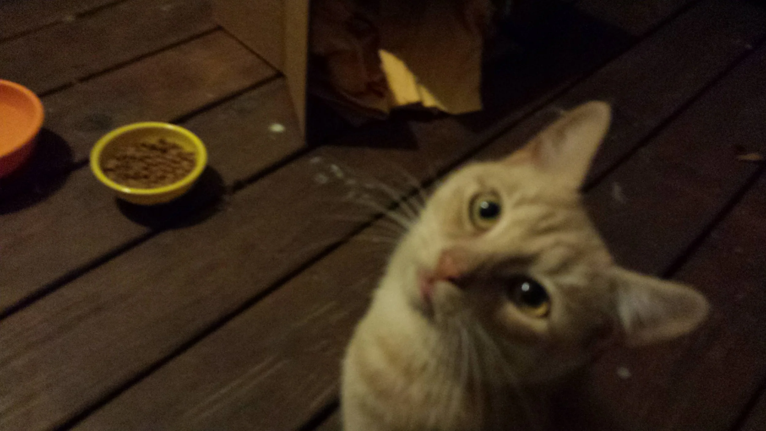 A Cat Named Mike: Part 4