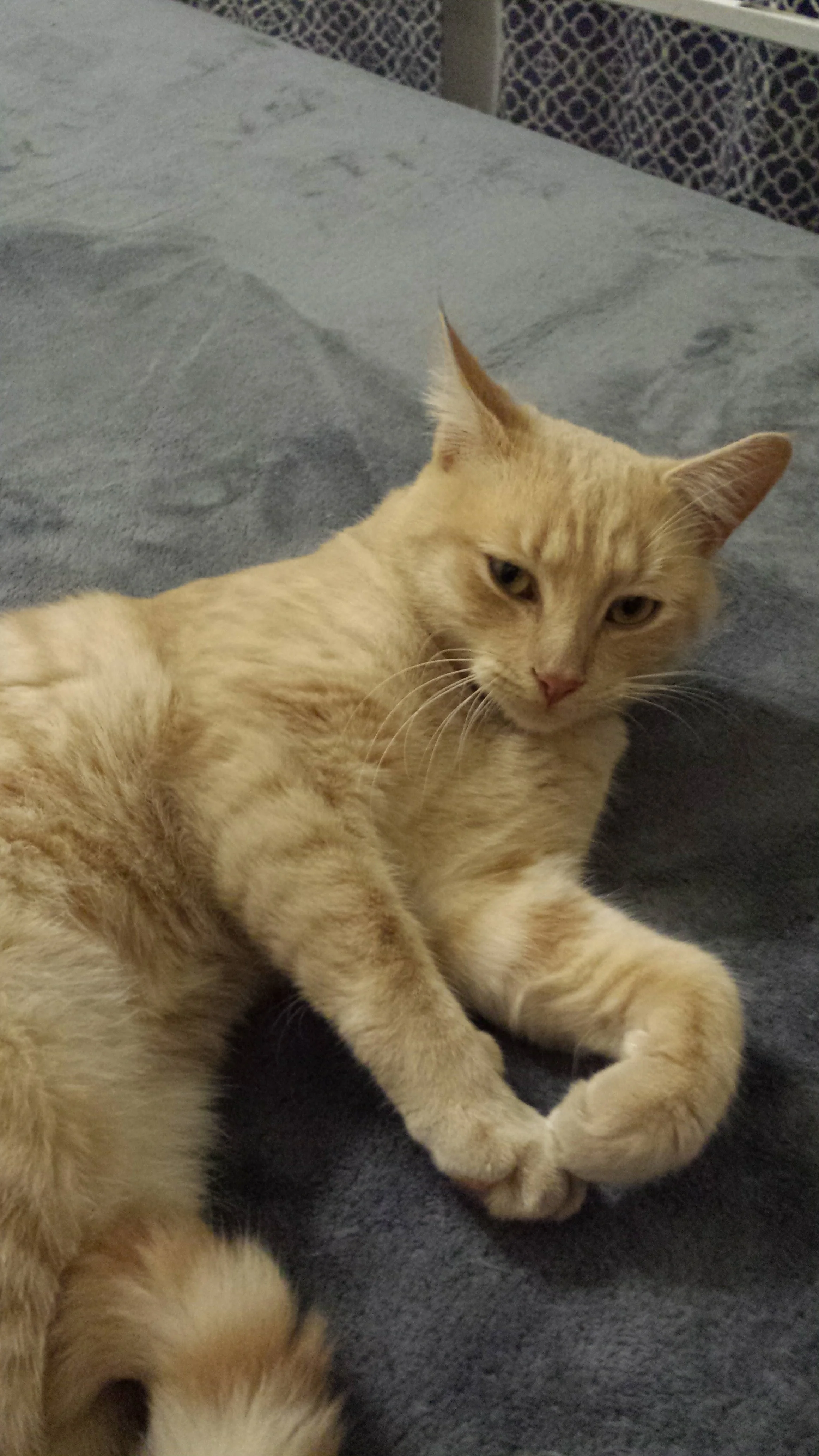 A Cat Named Mike: Part 5