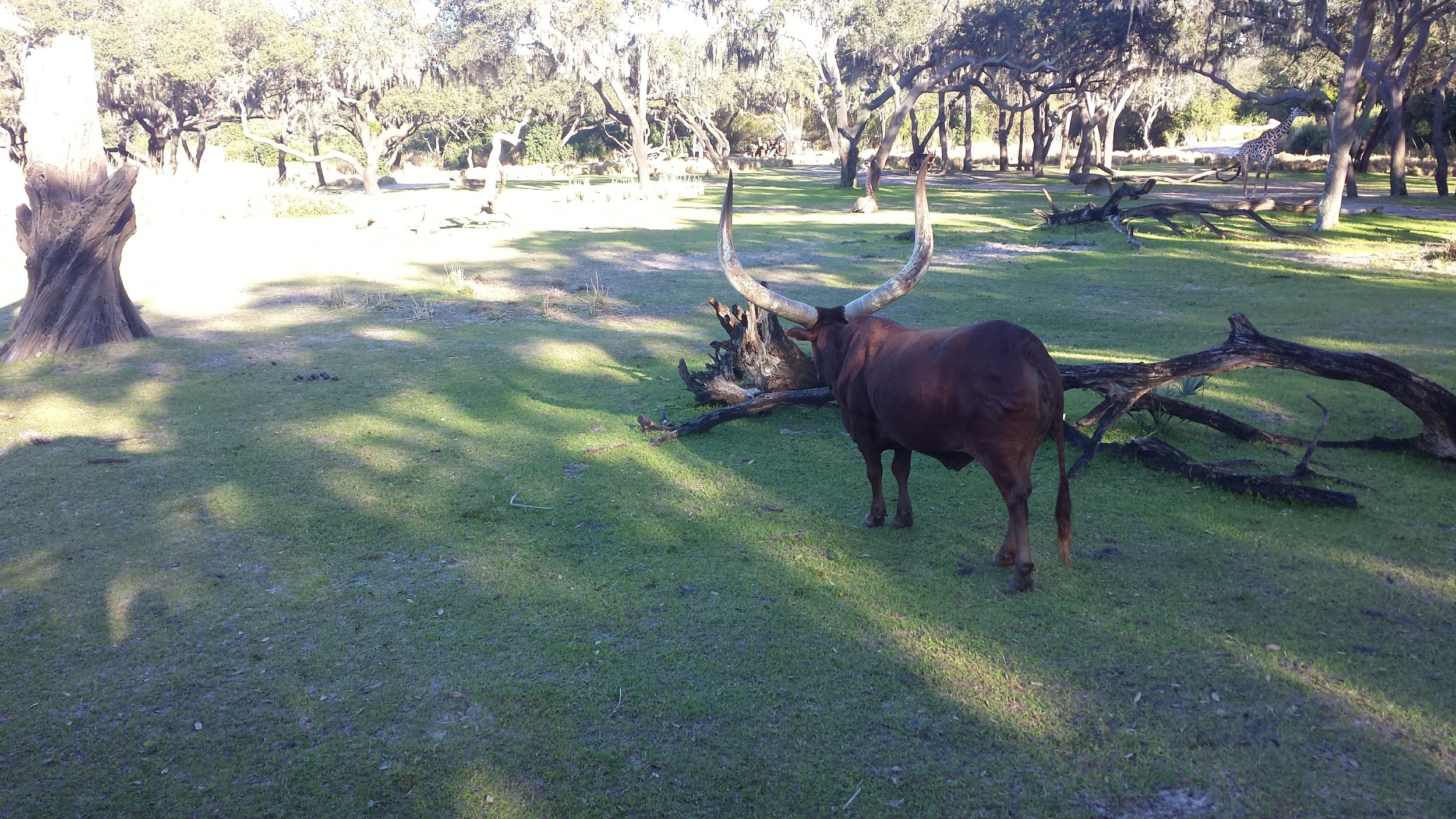 Impressive horns.