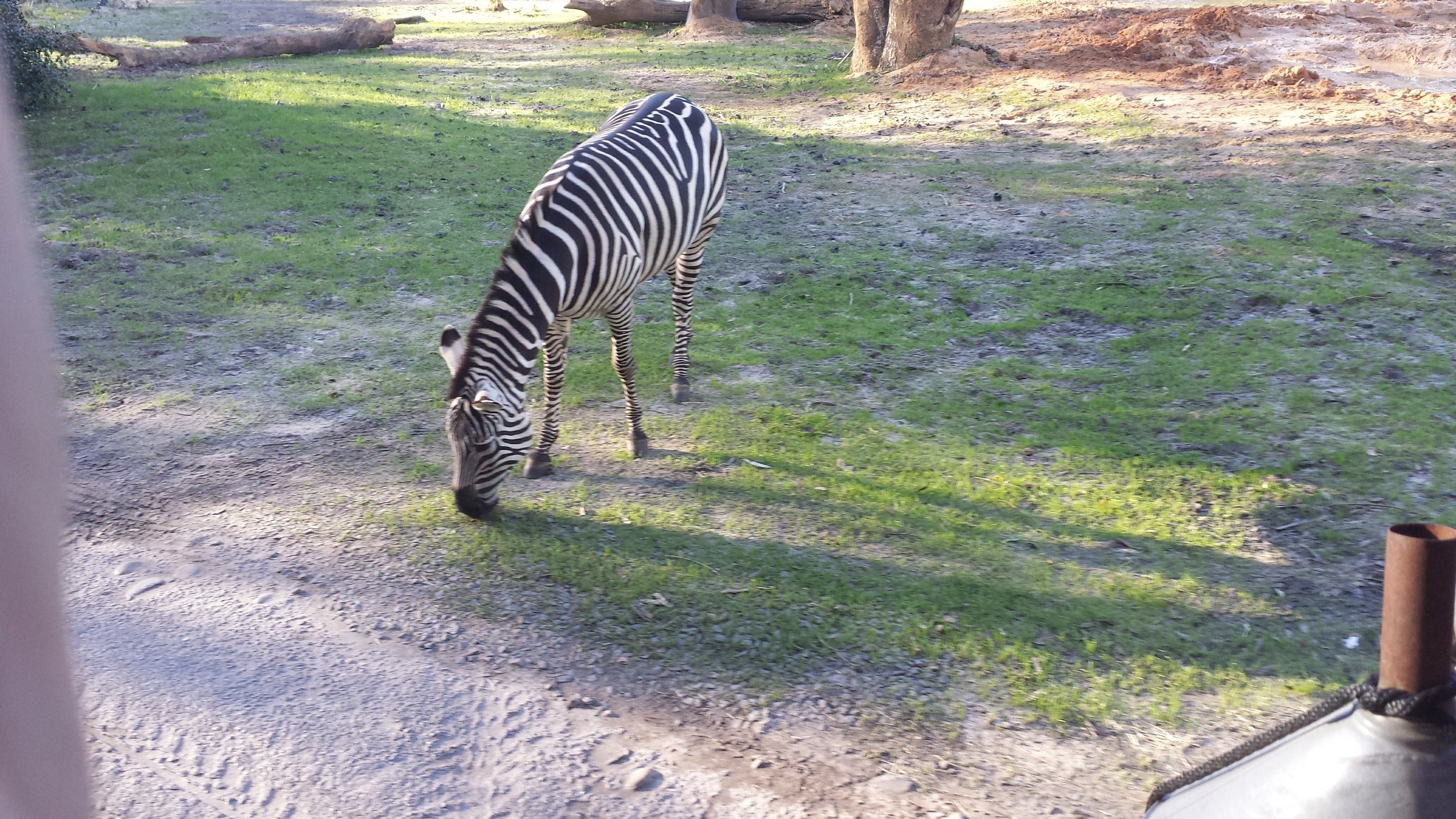 More safari.