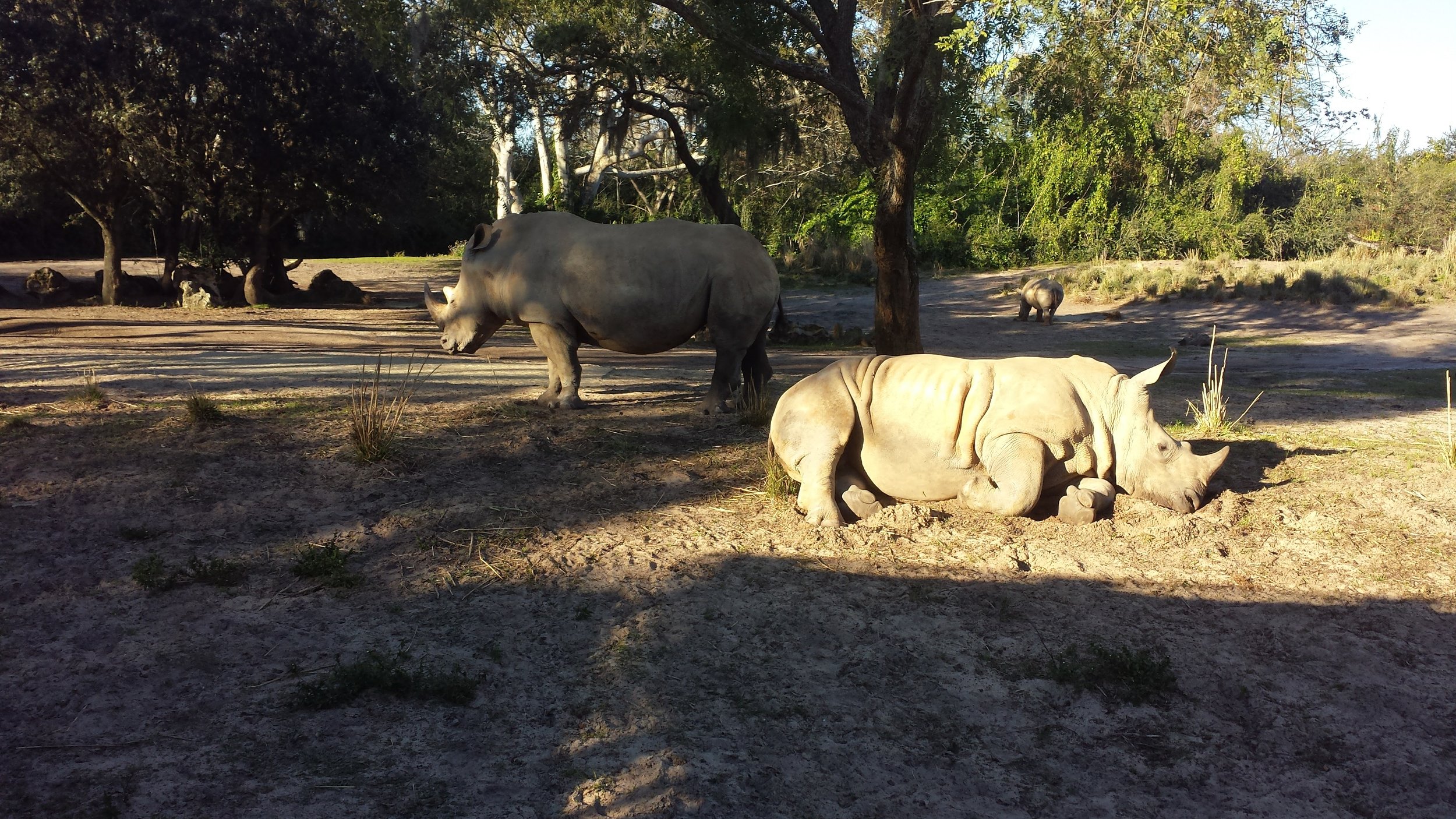 Actual rhinos.