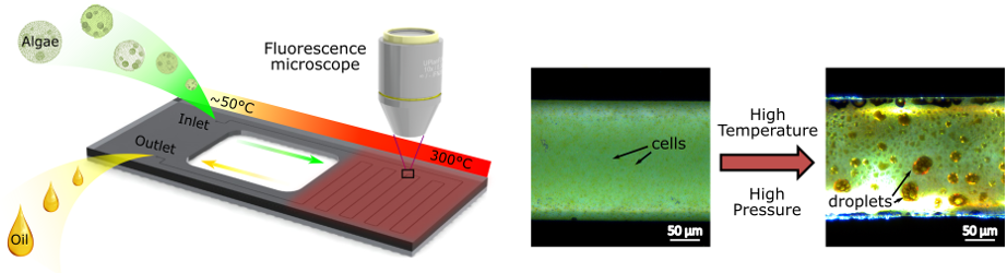 113. Biomass-to-biocrude on a chip via hydrothermal liquefaction of algae