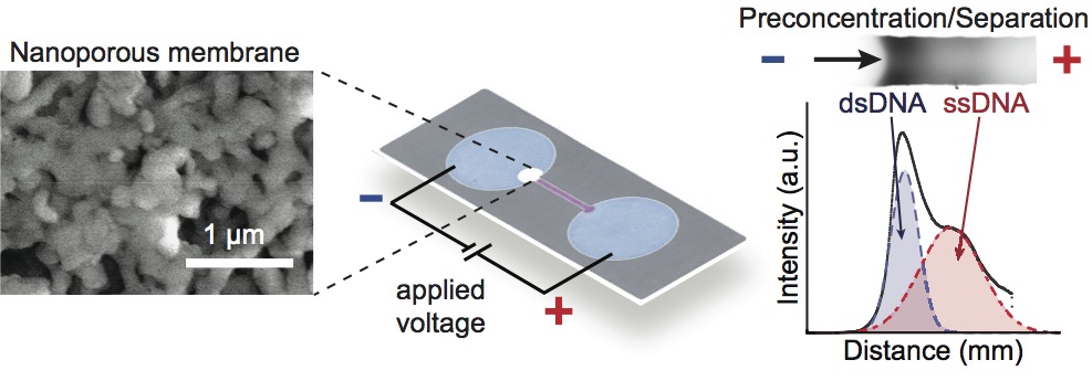 110. Direct DNA Analysis with Paper-based Ion Concentration Polarization