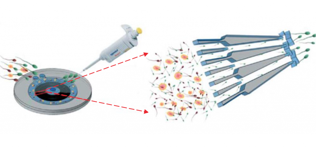 Postdoctoral Fellow in Fertility