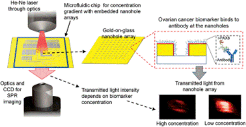 81. Quantification of ovarian cancer markers with integrated microfluidic concentration gradient and imaging nanohole surface plasmon resonance