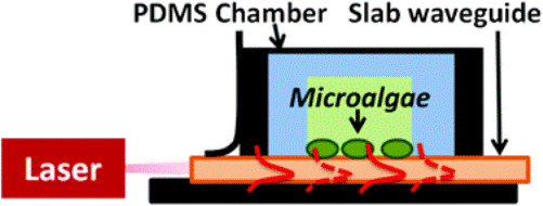 77. Slab waveguide photobioreactors for microalgae based biofuel production