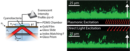 80. Culturing Photosynthetic Bacteria through Surface Plasmon Resonance