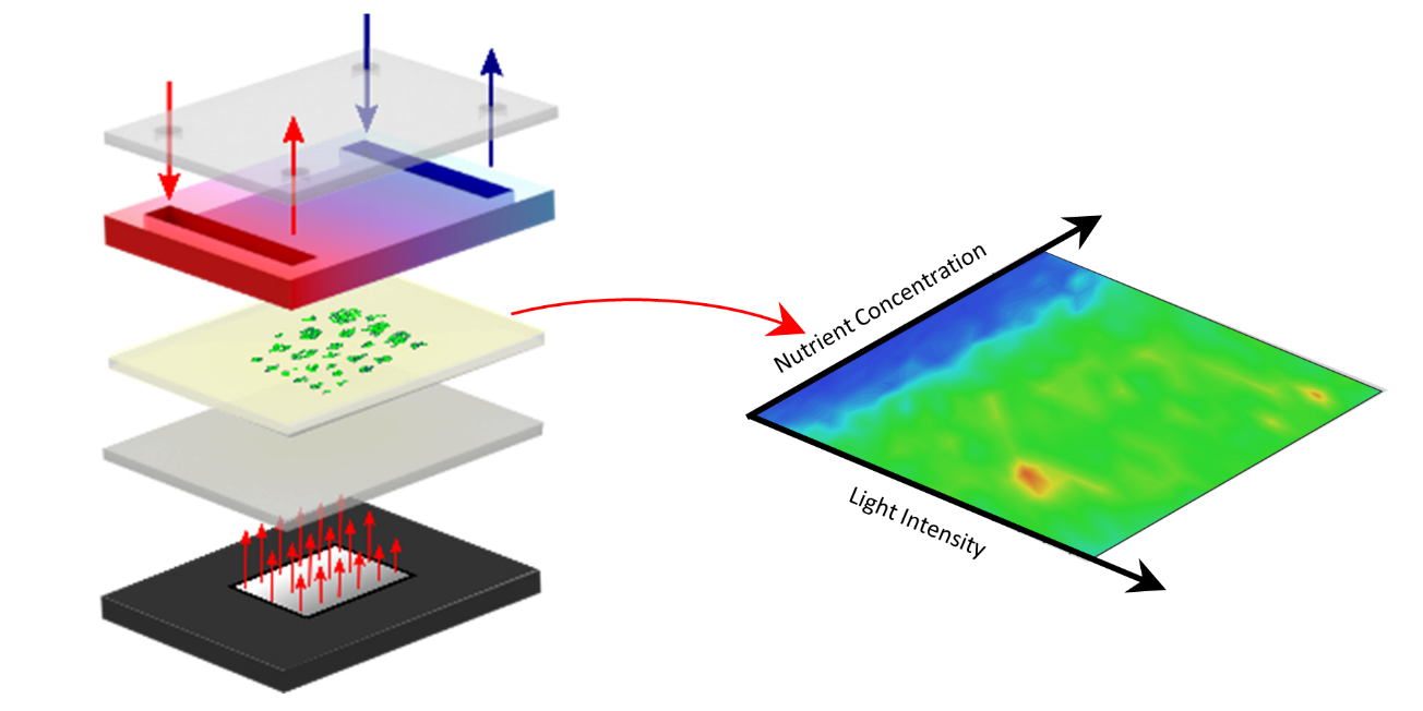 120. Dual gradients of light intensity and nutrient concentration for full-factorial mapping of photosynthetic productivity